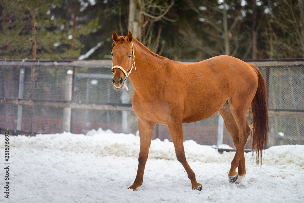 Domestic red horse running in the snow paddock in winter Domestic red horse running in the snow paddock in winter