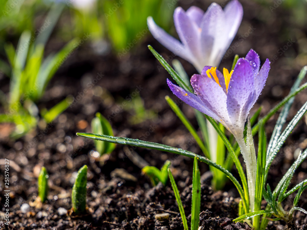 Wilde Krokusse im Frühlings Beet Wilde Krokusse im Frühlings Beet
