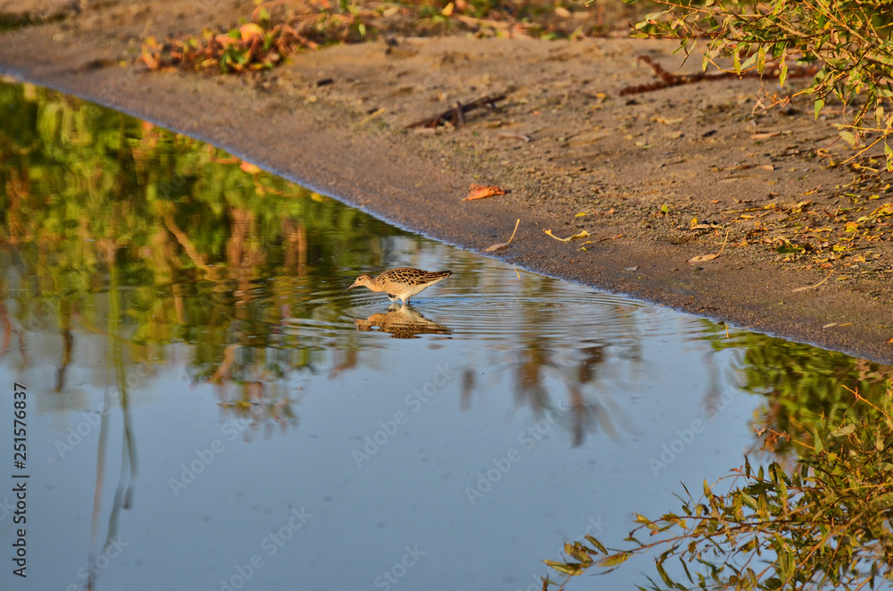 Fototapeta premium Autumn walk along the pond. Next to the bird Sandpiper. She's small, but energetic.