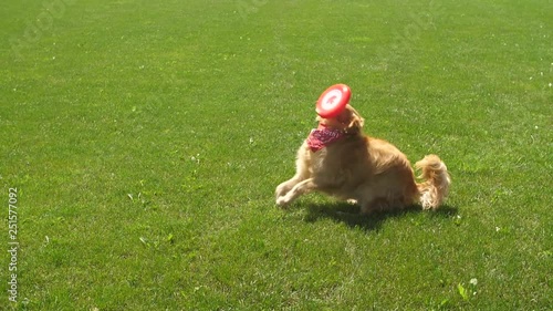 A golden retriever dog fails to catch a frisbee in slow motion and it hits her in the face. photo
