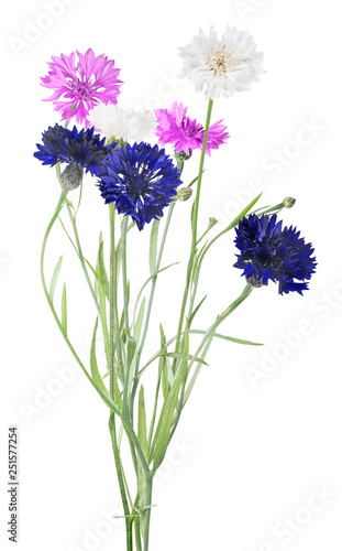 bunch of three colors cornflowers isolated on white