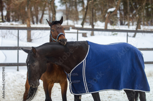 Domestic horses walking and biting each other in the snow paddock in winter