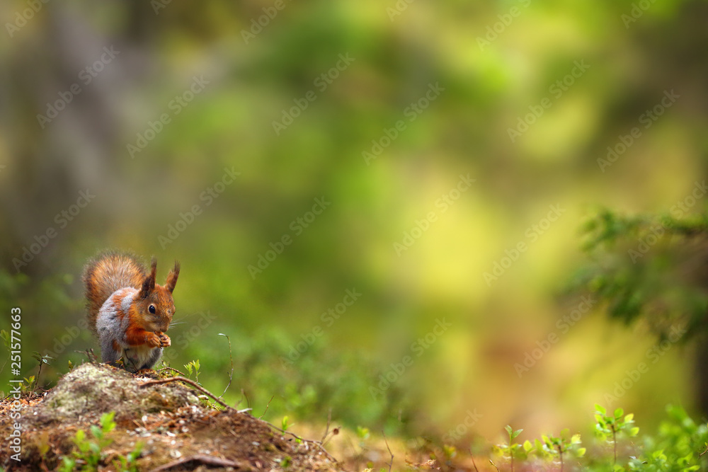 The red squirrel or Eurasian red sguirrel (Sciurus vulgaris) sitting in the scandinavian forest. Squirrel in a typical environment. The red squirrel or Eurasian red sguirrel (Sciurus vulgaris) sitting in the scandinavian forest. Squirrel in a typical environment.