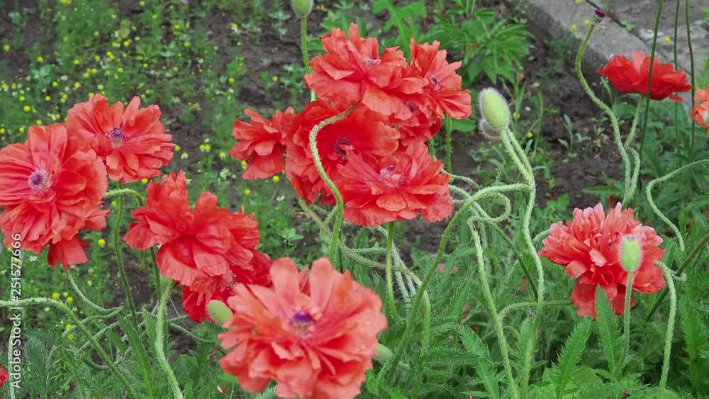 Poppy flowers with dewdrops after a rain. Poppy flowers field. Poppy flowers swaying, fluttering in the wind. Close up Poppy flowers with dewdrops after a rain. Poppy flowers field. Poppy flowers swaying, fluttering in the wind. Close up