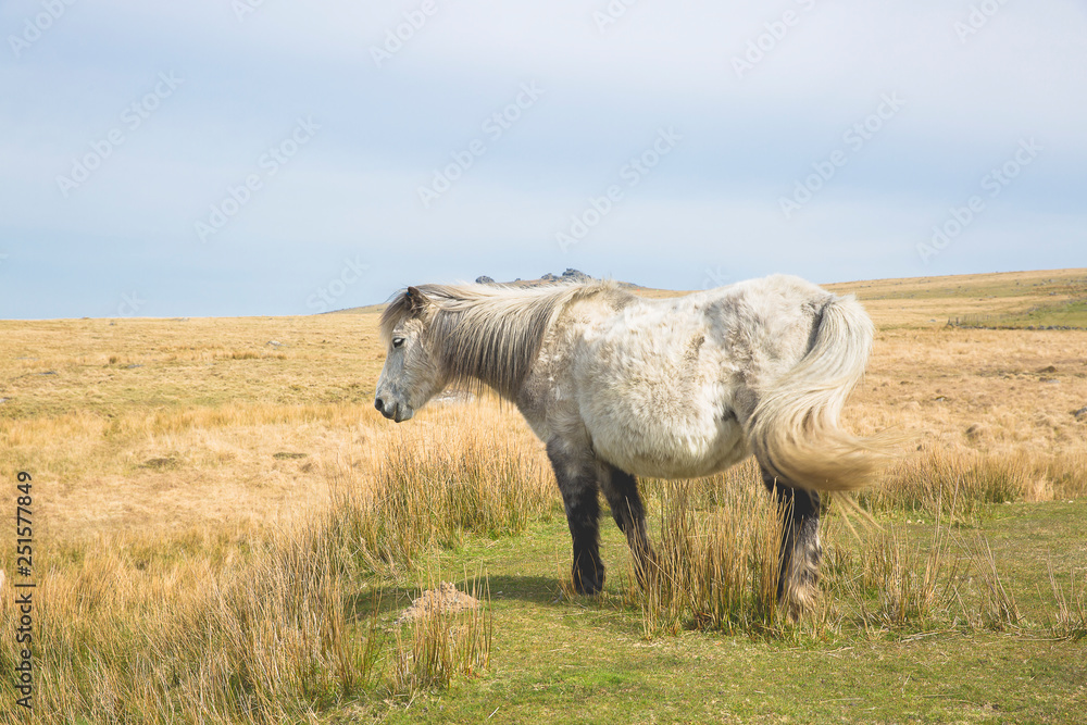 Obraz premium Semi-feral Dartmoor ponies grazing in the highland moorland of southern Devon, England