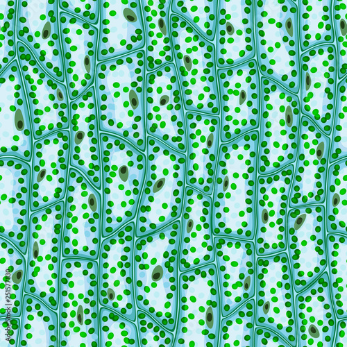 Seamless vector texture of plant cells under a microscope, with nuclei and chlorophyll particles