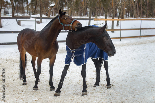 Domestic horses walking and biting each other in the snow paddock in winter