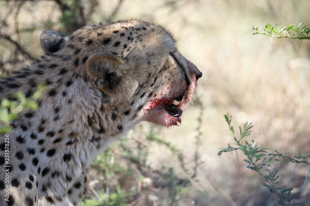 Cheetah Cheetah