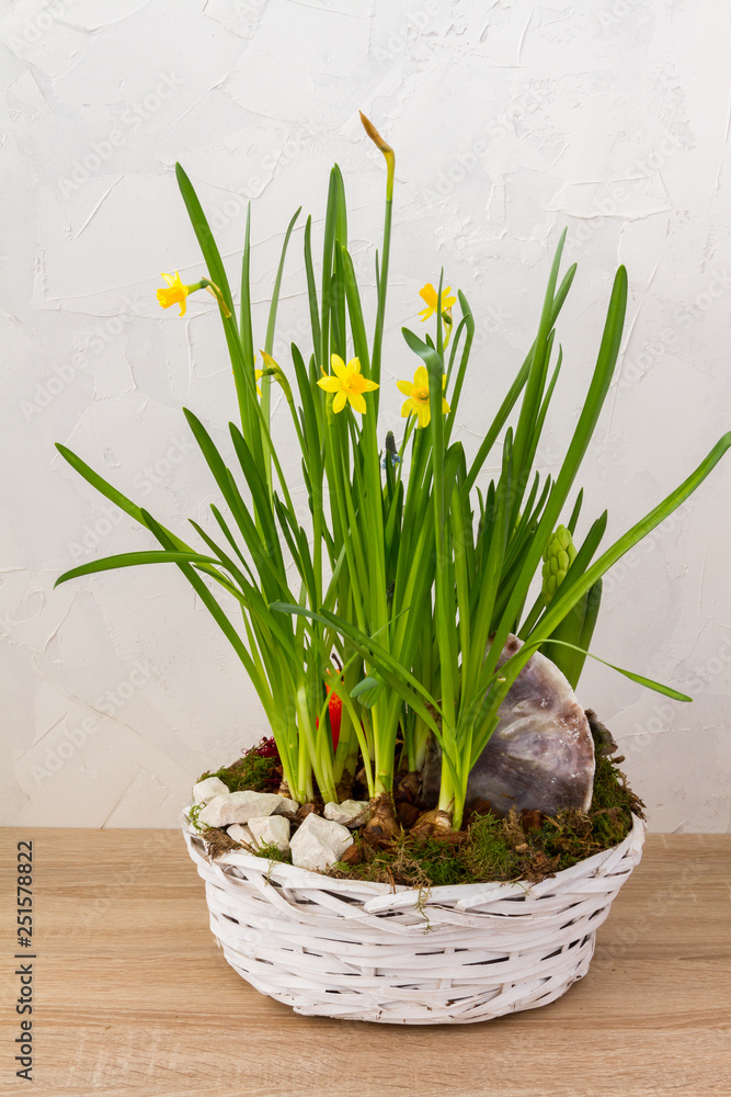 Fototapeta premium Spring, easter flowers in a white basket. Narcissus, hyacinths. White background.
