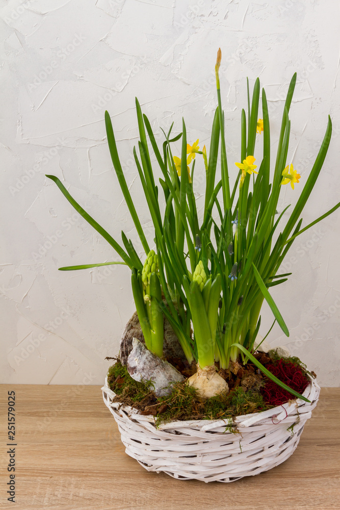 Fototapeta premium Spring, easter flowers in a white basket. Narcissus, hyacinths. White background.