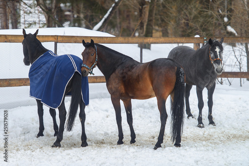 Domestic horses of different colors walking in the snow paddock in winter
