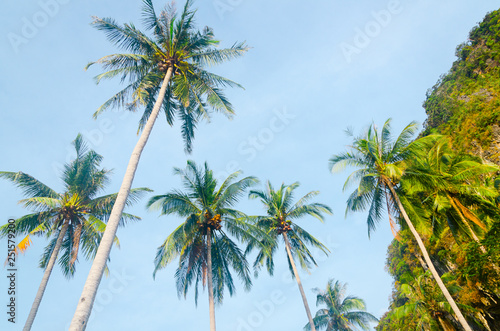 palme isola spiaggia estate vacanza