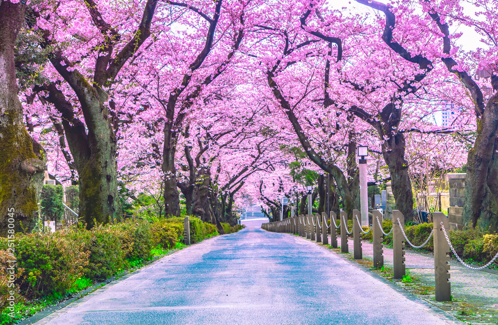 Walking path under the beautiful sakura tree or cherry tree tunnel in Tokyo, Japan