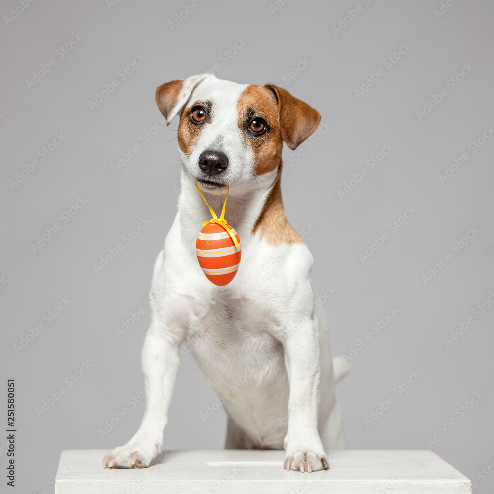 Dog with Easter egg