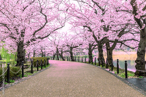 Фотография Walking path under the beautiful sakura tree or cherry tree tunnel in Tokyo, Jap
