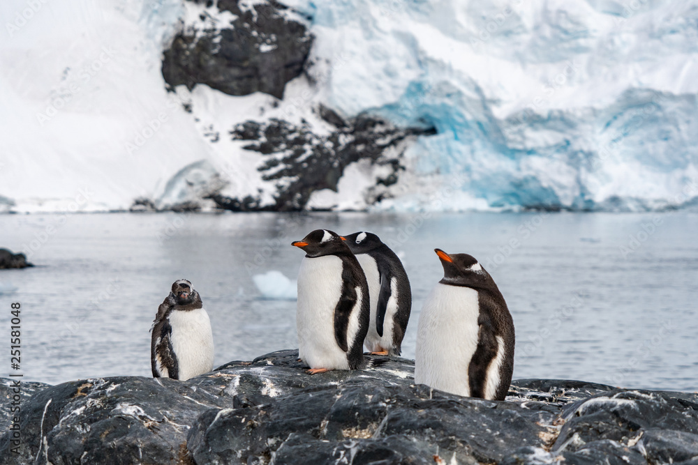 Obraz premium Penguins in Antarctica
