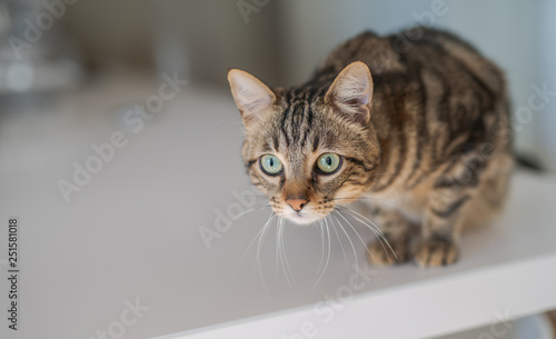 Cute short hair cat looking curious and snooping at home © Krakenimages.com