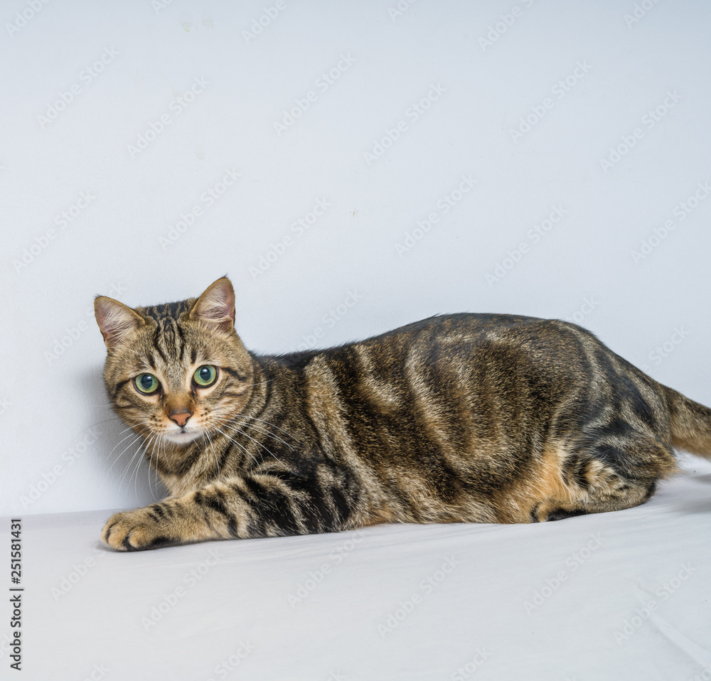 Obraz premium Beautiful short hair cat lying on the bed at home