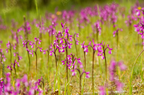 Detalle de Orquideas silvestres de color purpura en pradera de hierba verde