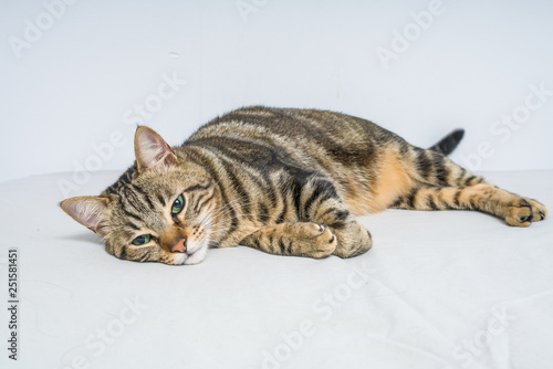 Beautiful short hair cat lying on the bed at home