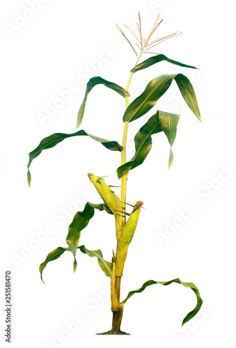 Fotografija Corn trees isolated on a white background with clipping paths