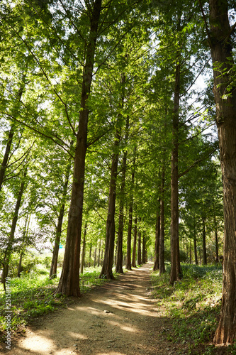 Path in the forest 