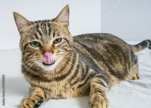 Beautiful short hair cat with tongue out lying on the bed at home