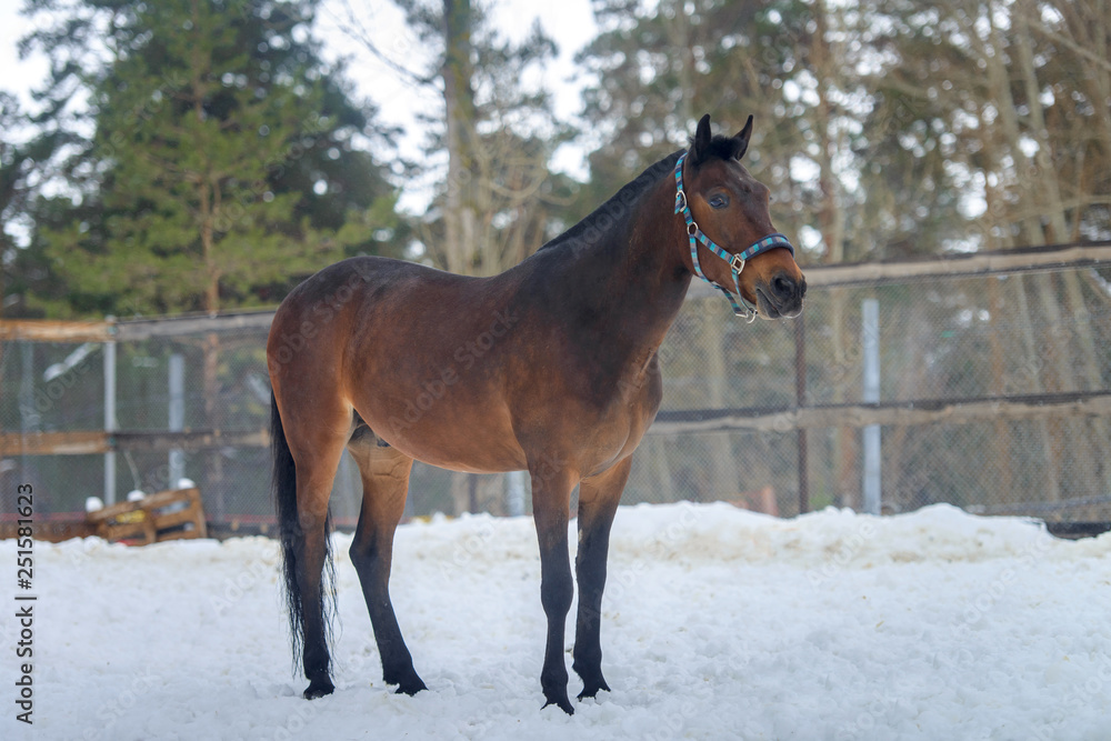Domestic bay horse walking in the snow paddock in winter. Domestic bay horse walking in the snow paddock in winter.
