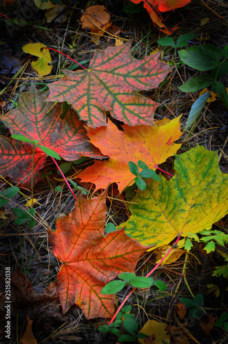 Autumn leaves: bright and beautiful-as a basis for still life. © Oleg