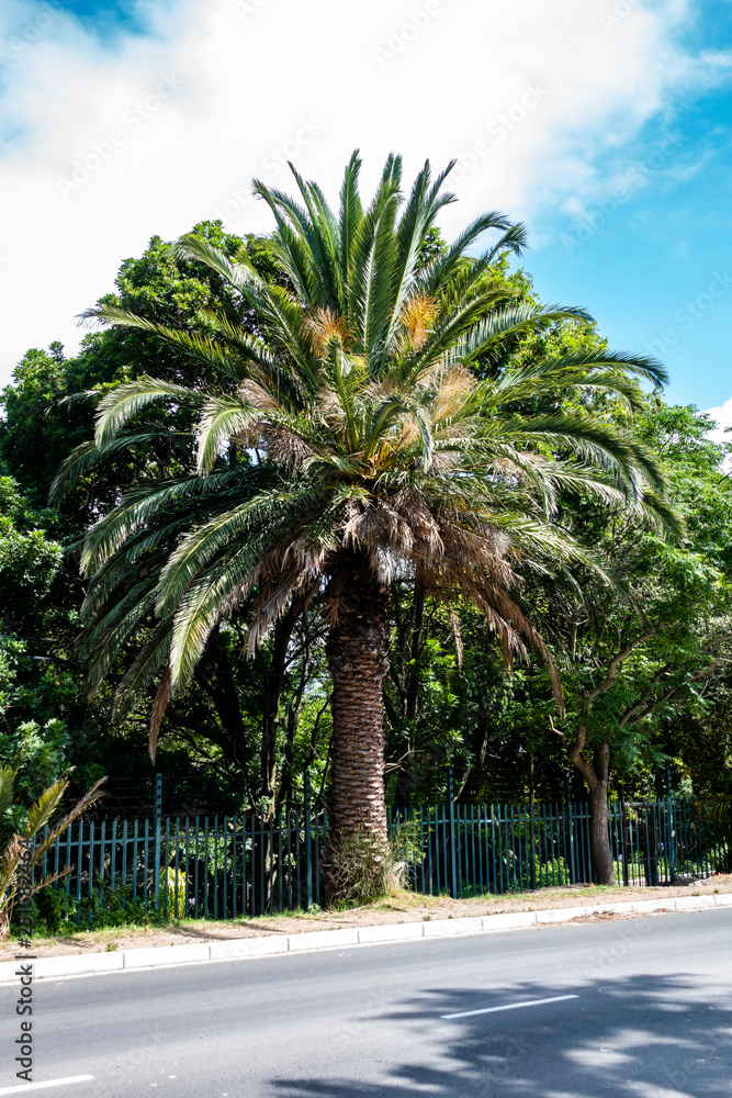 Fototapeta premium A Palm tree next to the street
