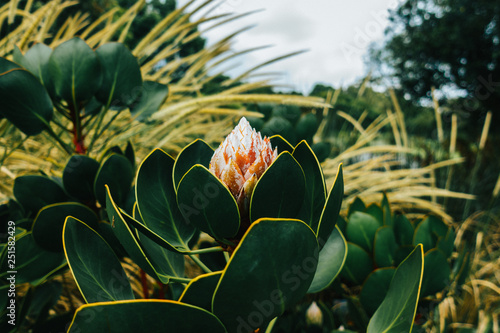 Beautiful flower at botanical garden