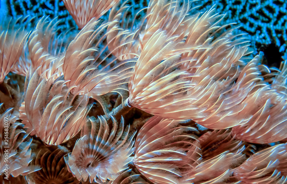 Sabellidae,feather duster worms Sabellidae,feather duster worms
