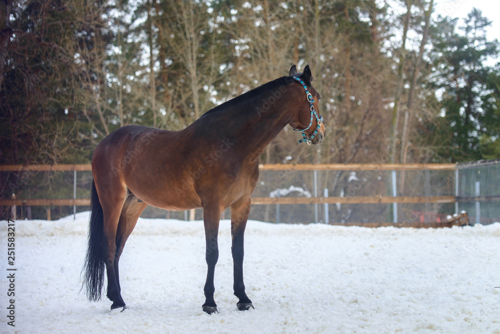 Domestic bay horse walking in the snow paddock in winter. Domestic bay horse walking in the snow paddock in winter.