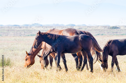Alberese (Gr), Italy, horses grazing in the maremma country, Italy