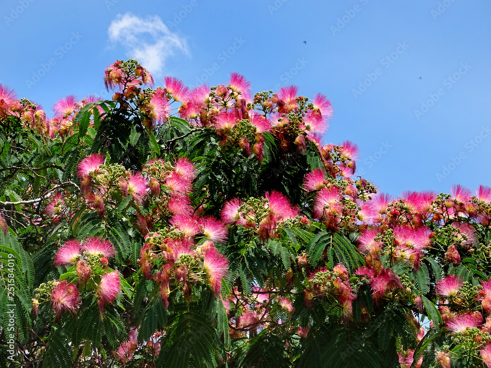 Flowers of Persian silk tree or pink silk tree julibrissin) in