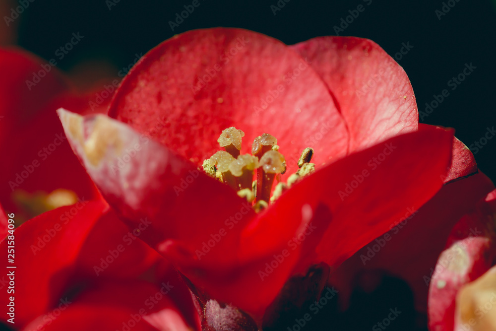 MAcro photograph of chaenomeles japinica red flower