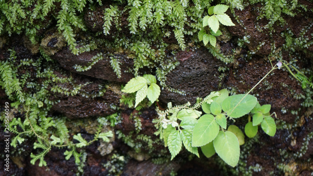 botanical garden munich bavaria nymphenburg rock with moss botanical garden munich bavaria nymphenburg rock with moss