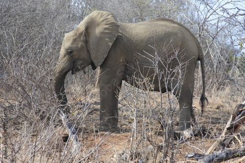 Kleiner Elefant im Kruger Nationalpark in Südafrika