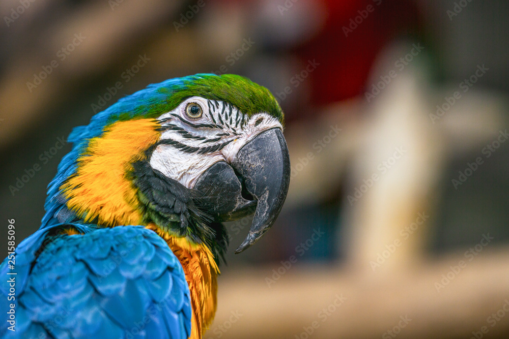 Obraz premium Bright parrot in the foreground