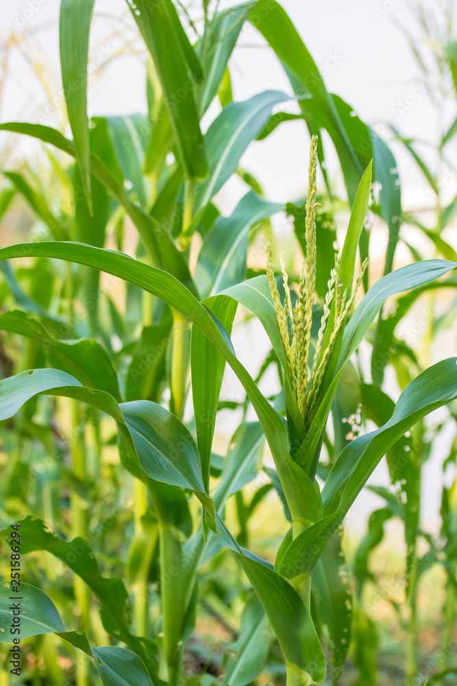 Close up corn flowering on Close up corn flowering on