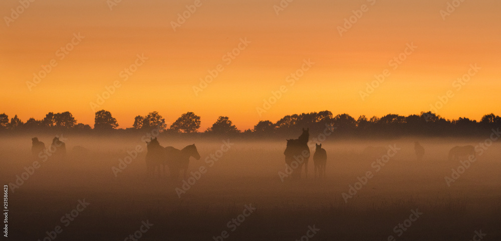 Horses at sunset in the fog, Mexico