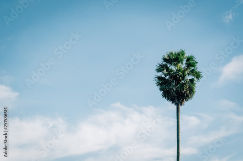 Tropical palm tree with sun light on blue sky and white cloud abstract background.
