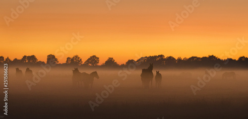 Horses at sunset in the fog  Mexico