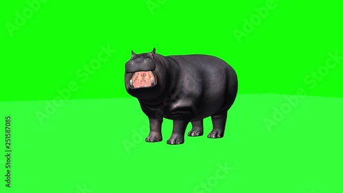 Hippopotamus stands and looks around - 3 different views - green screen