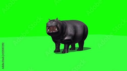 Hippopotamus stands and looks around - 3 different views with shadow on the floor - green screen