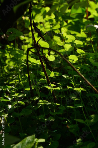 green leaves of tree