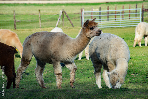 Fototapeta Naklejka Na Ścianę i Meble -  lama