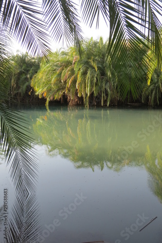 Palmen Wasser