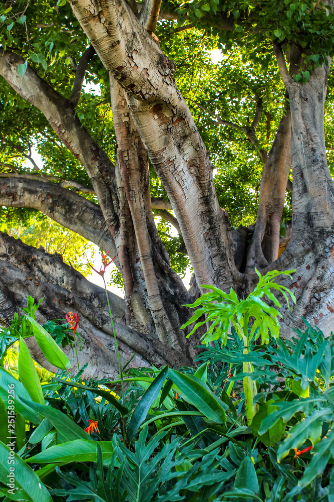 giant tree in the jungle, daintree rainforest, travel adventure australia giant tree in the jungle, daintree rainforest, travel adventure australia