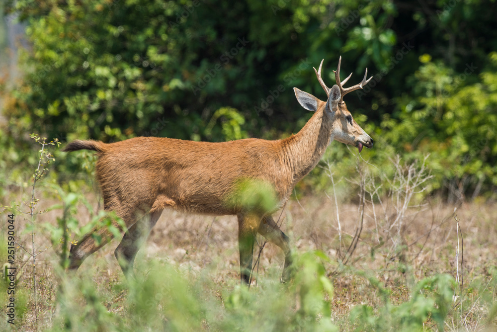 Marsh deer, pantanal Brazil Marsh deer, pantanal Brazil